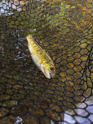 Wade Fishing Trip