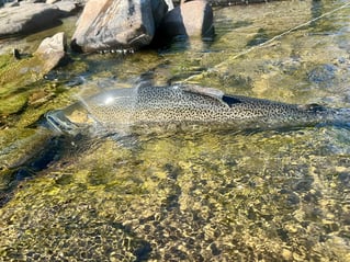 Salmon River Fishing Trip