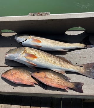 Inshore Fishing 