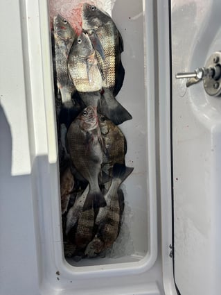 6 Hour Offshore Bottom/Trolling