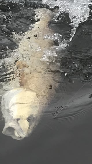 Fort Myers / Sanibel Inshore Action