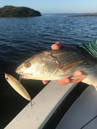 Fort Myers / Sanibel Inshore Action