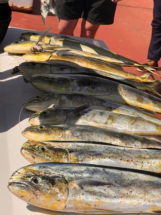 Punta Cana Luxury Trip