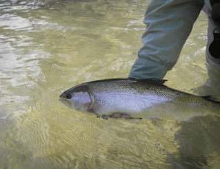 On Water Fly Fishing Lessons