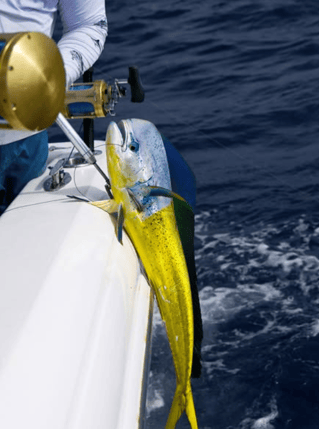 Luxury Offshore Adventure