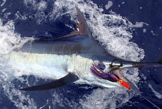 Maui Sportfishing