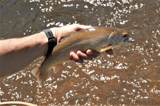 Rio Grande Cutthroat Trout Fishing in Raton, New Mexico