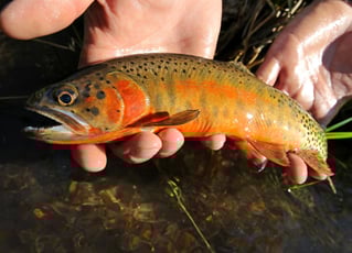 Vermejo Reserve Premier Fly Fishing