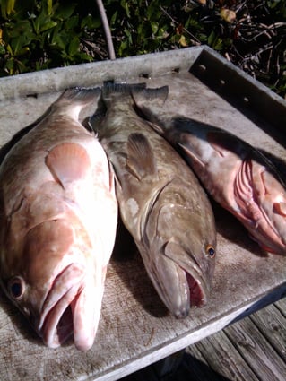 St. Pete Offshore Experience