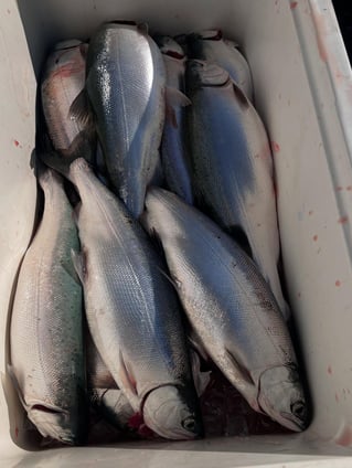 Sacramento River Kings