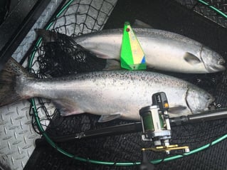 Columbia River Chinook Salmon
