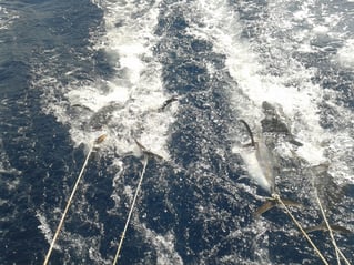 Sportfishing Halkidiki