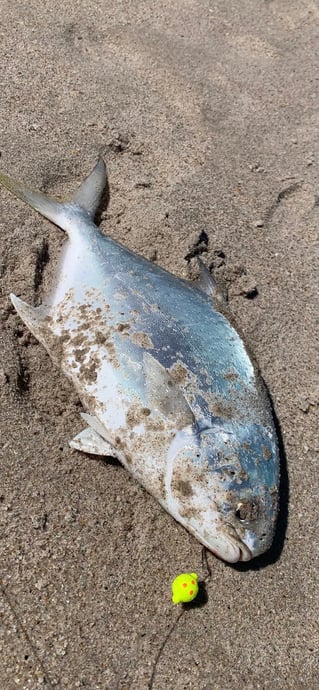 Pompano Surf Fishing Special