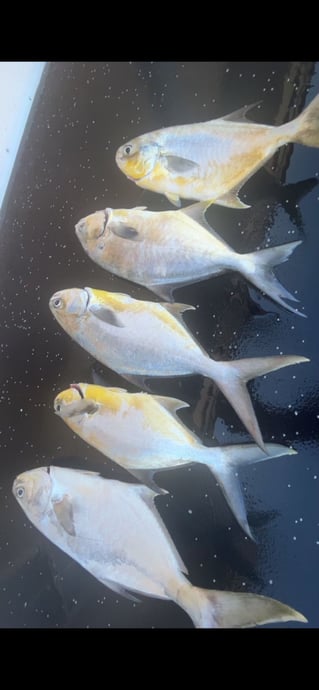 Pompano Surf Fishing Special