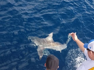 PCB Trolling and Bottom Fishing