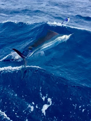 Key West Offshore Experience