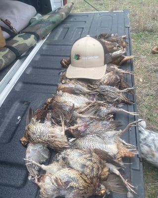 Austin, TX Quail Hunting