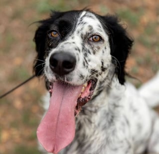 Austin, TX Quail Hunting