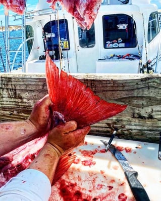 Destin Spring Special