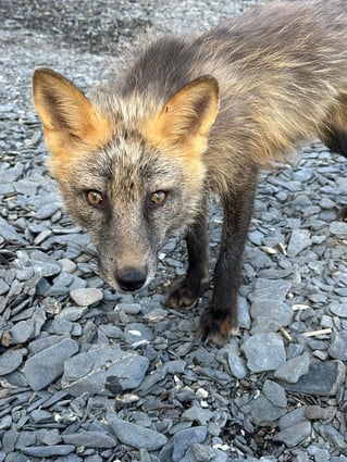Raspberry Island Fishing Lodge