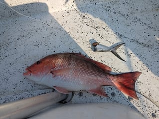 Federal Red Snapper Romp