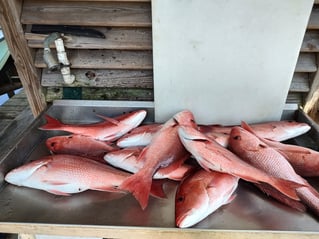 Federal Red Snapper Romp