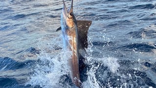 Pompano Beach Fishing Frenzy