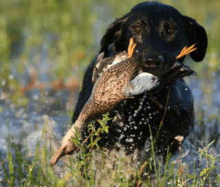 Blue-Winged Teal Hunting in Shallowater, Texas