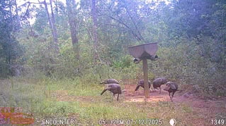 Takin' Down Turkeys in FL!