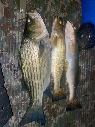 Blackwater Bay Fishing