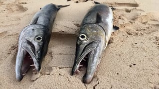 TULUM FISHING PREMIUM ADVENTURE