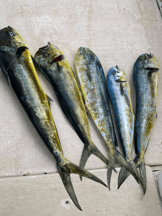 TULUM FISHING PREMIUM ADVENTURE