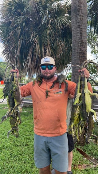 Iguana Hunts Delray Beach