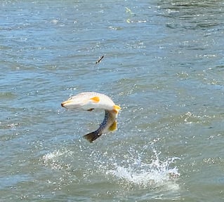 Yellowstone River Float Trips