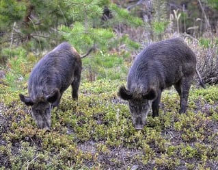 Helicopter Hog Hunts