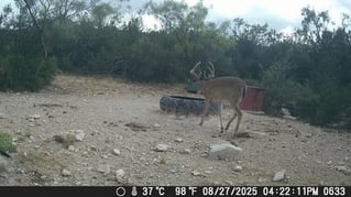 No-Frills Whitetail Hunt