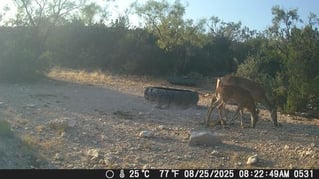 No-Frills Whitetail Hunt