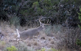 No-Frills Whitetail Hunt