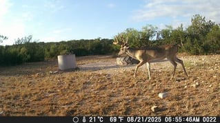 No-Frills Whitetail Hunt