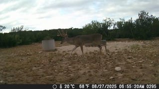 No-Frills Whitetail Hunt