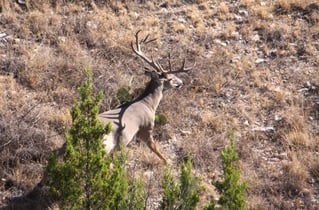 No-Frills Whitetail Hunt