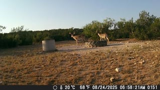 No-Frills Whitetail Hunt