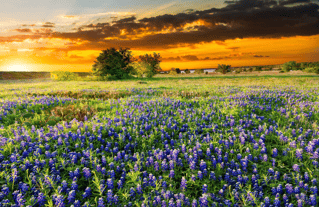 Pen Raised Quail Hunts