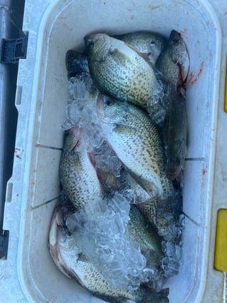 Lake Ray Hubbard White Bass+