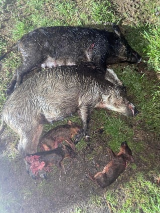 Weekend Long Hog Takedown!