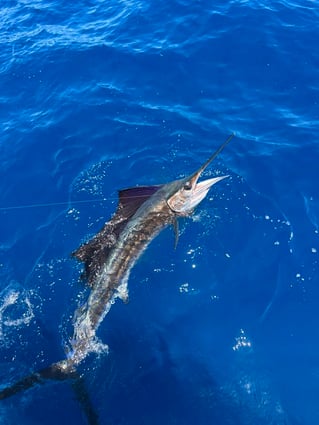Offshore Sportfishing