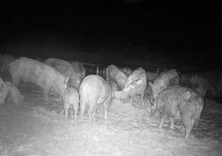 Thermal Hog Spot and Stalk