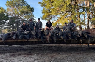Bivins Hog Hunts