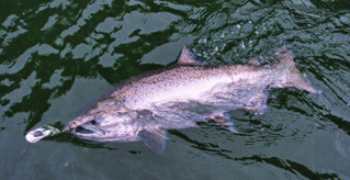 Salmon Fishing and Crabbing