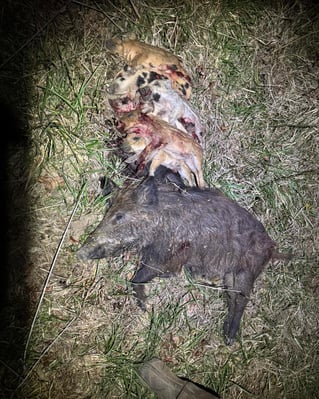 Thermal Hog Takedown!